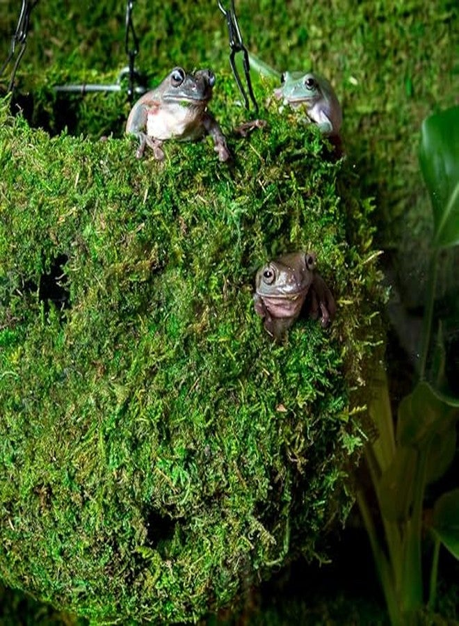 Galapagos Galápagos (05345) Mossy Cave with Holes | Natural Reptile Hide for Bearded Dragons, Geckos, Snakes, Tortoises, Frogs, Hermit Crabs, and Lizards | Terrarium Decor, 12in Diameter - Image 2